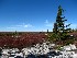 Dolly Sods View