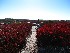 Dolly Sods View