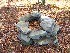 Fire Ring