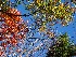 Fall Foliage