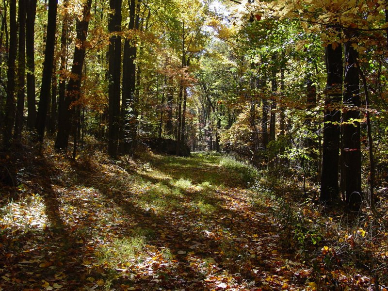 Old Access Road