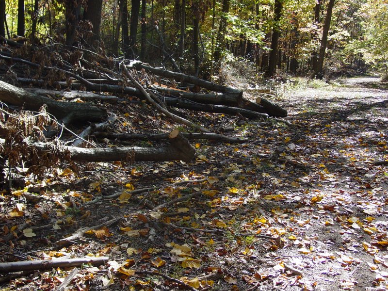 Trail Clearing