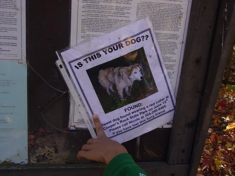 Lost Dog Note on Bulletin Board