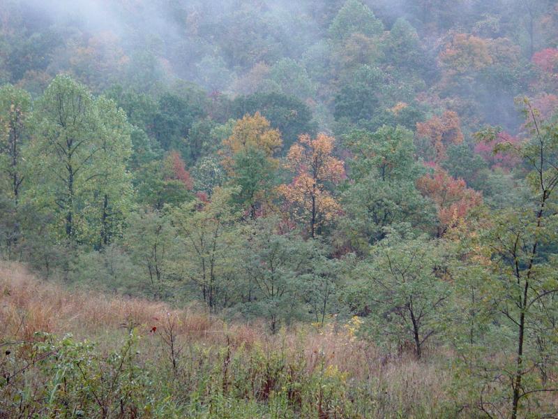 Brownfield Hollow - Click to Enlarge