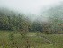 Brownfield Hollow