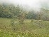 Brownfield Hollow