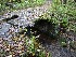 Risky Bridge near Brownfield Hollow