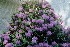 Mountain Laurel