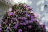 Mountain Laurel