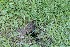 Groundhog Hole