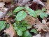Wintergreen (Checker berries)