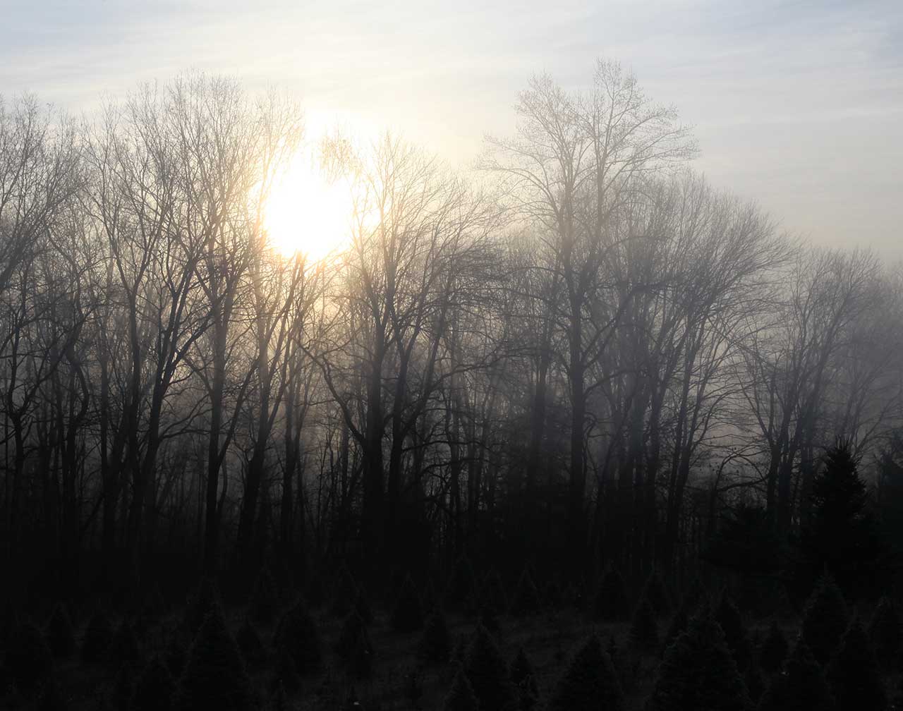 Morning Sunrise