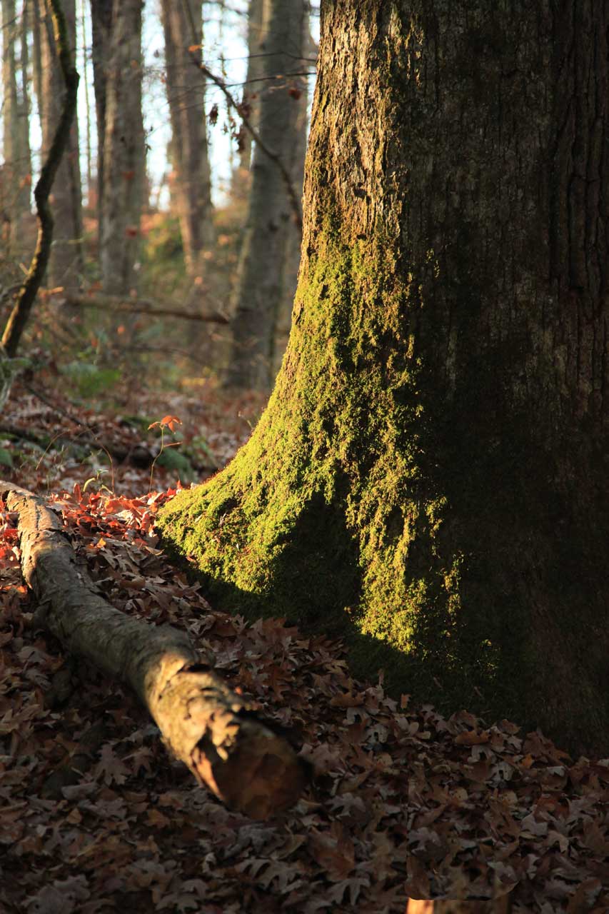 Old Woods