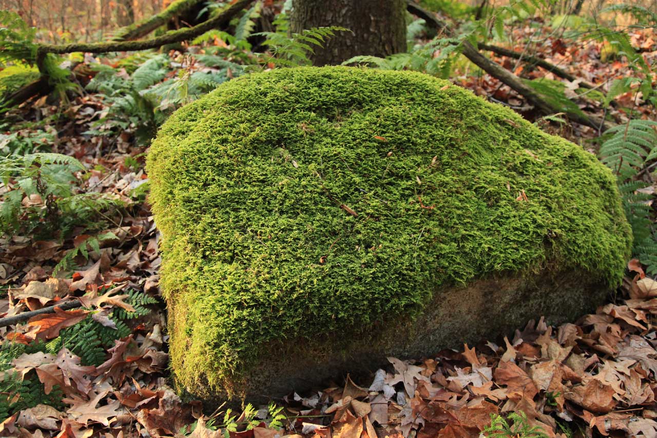 Mossy Stone