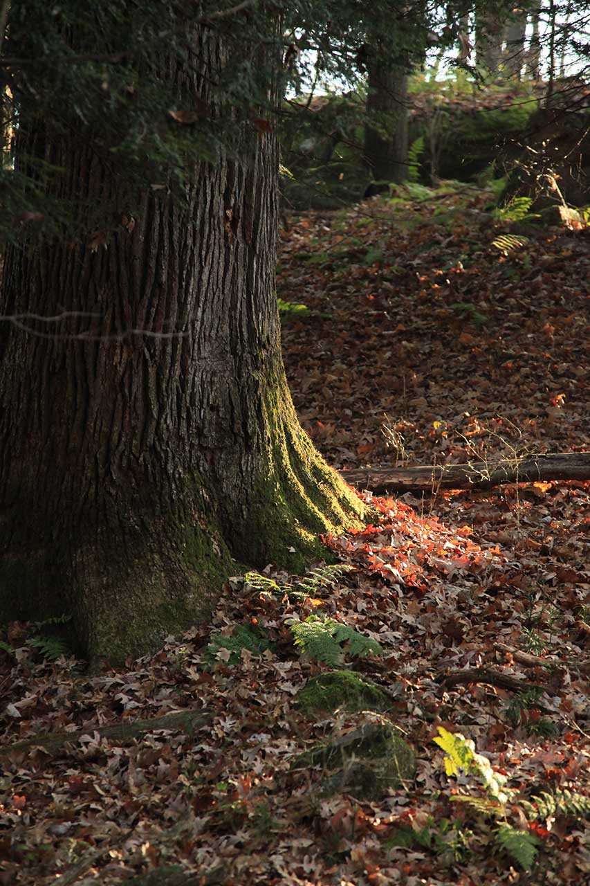 Old Woods