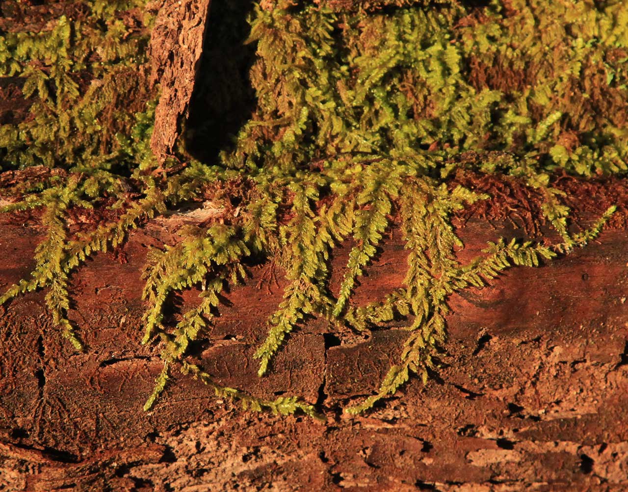 Regrowth