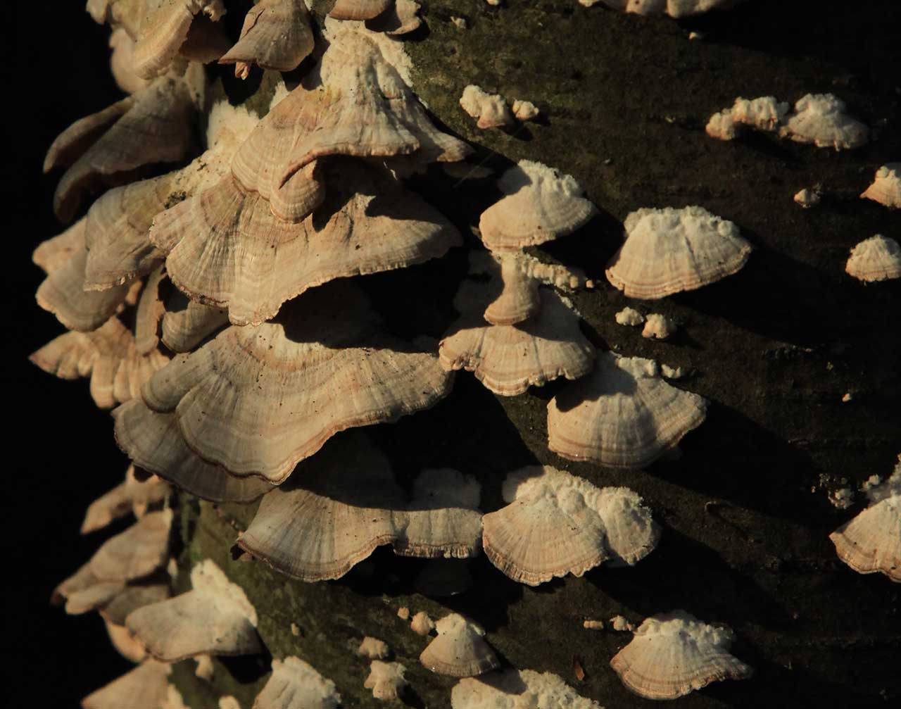 Fungi