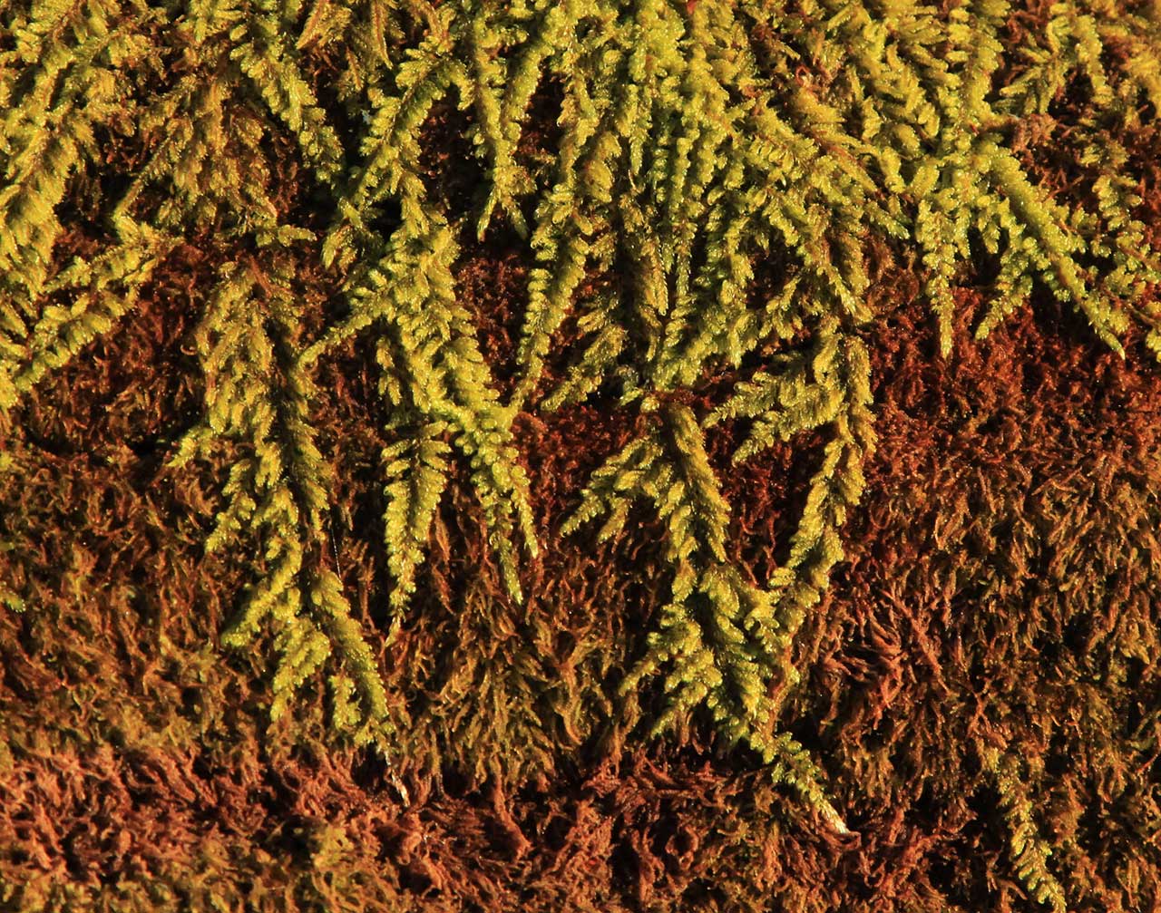 Regrowth