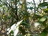 Mountain Laurel