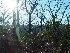 Woods