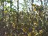 Woods