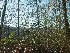 Woods with picker bushes