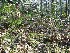 Woods