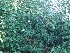 Woods
