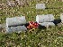 Graves contemporary with Williams Grave