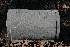 Polly Williams Headstone
