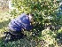 Paul cutting down the tree