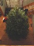 Our Tree in the Foyer from Above