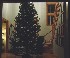 The Tree in the Foyer
