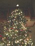 Decorated Tree