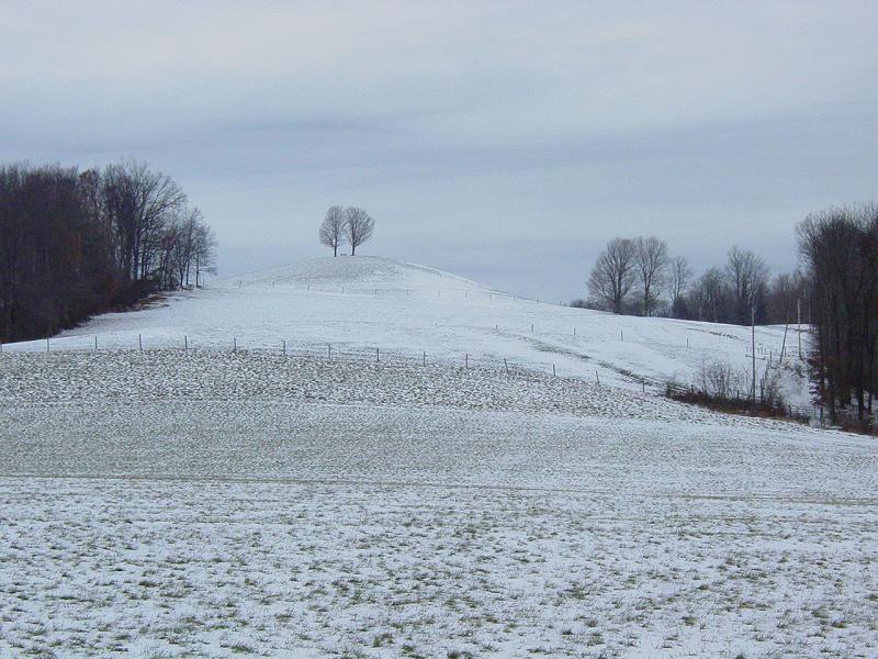 Two Trees in the Field
