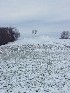 Two Trees in the Field