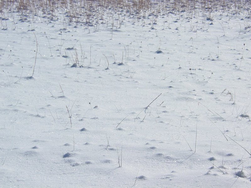 Pisgah Field