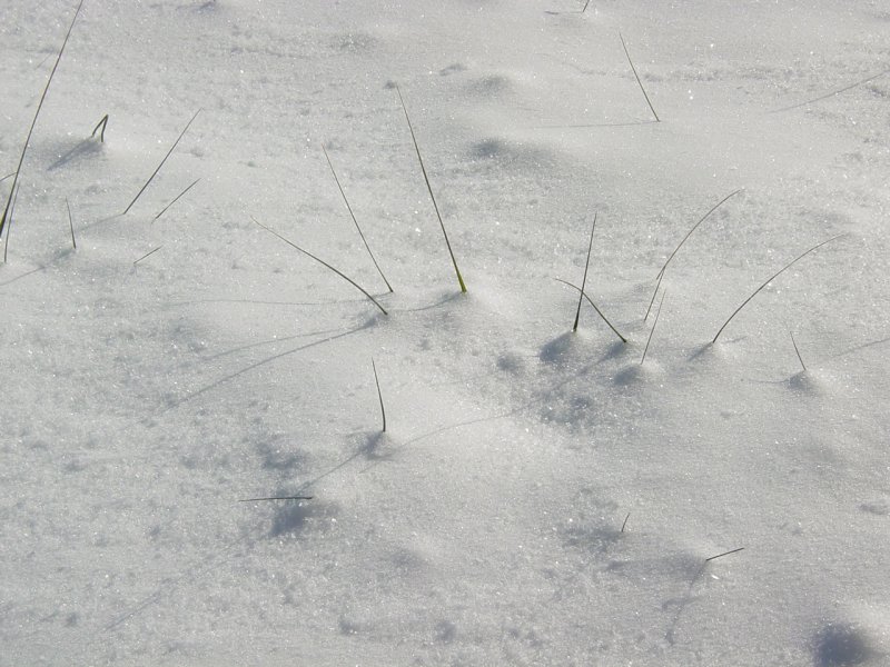 Pisgah Field