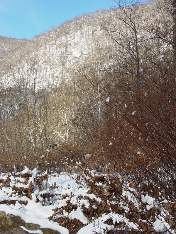 Cheat Canyon near Scott Run