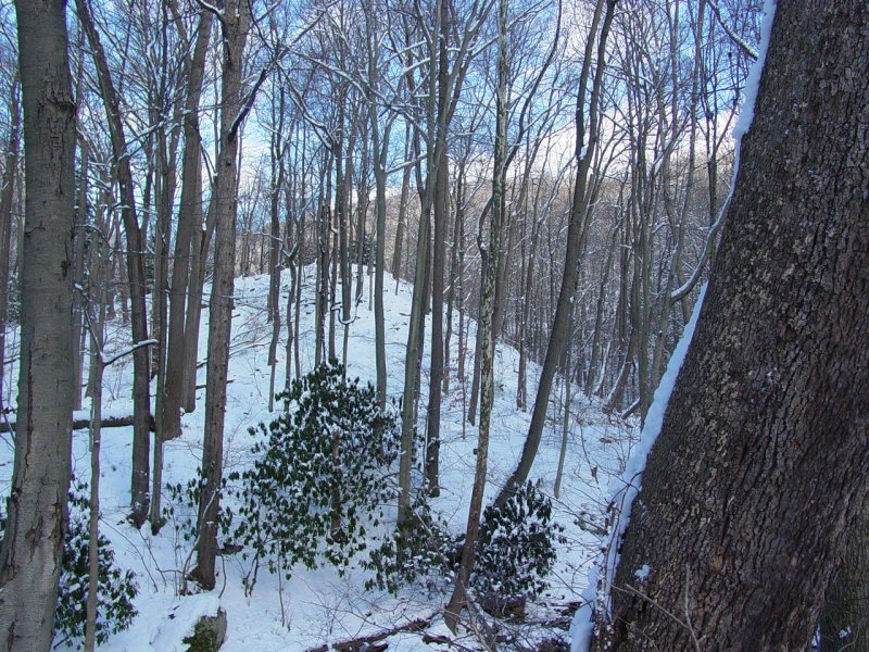 Woods near Beaver Hole