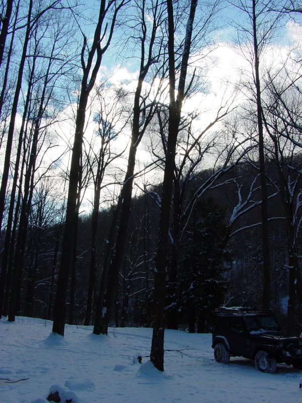 Woods near Beaver Hole