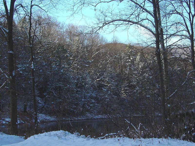 Woods near Beaver Hole