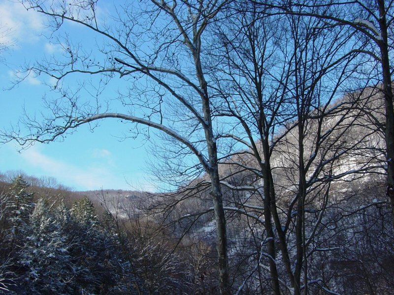 Woods near Beaver Hole