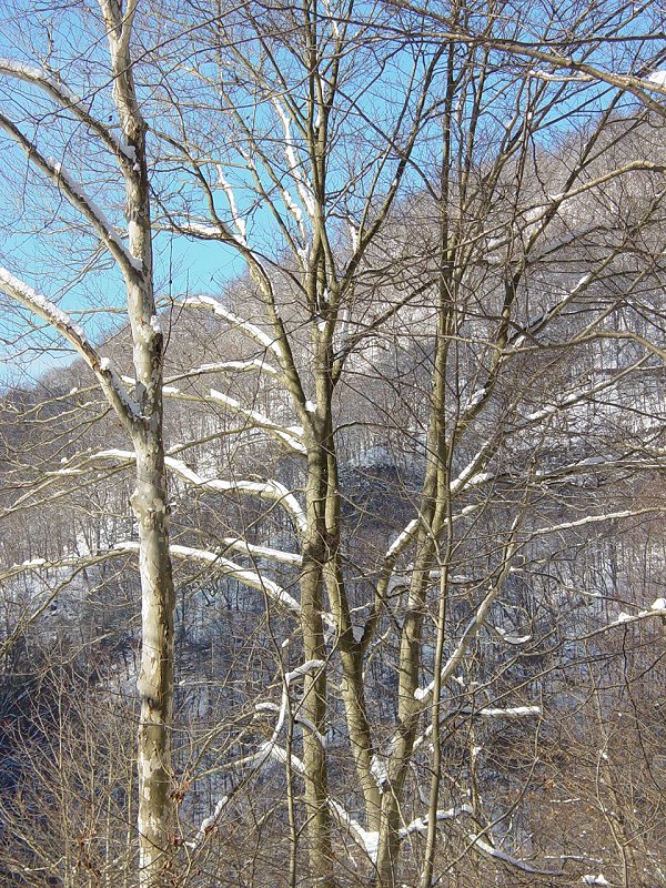 Hill near Scott Run, Beaver Hole