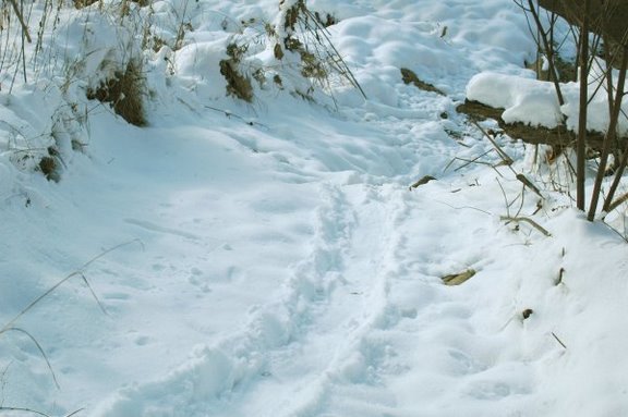 Where's the Beaver?