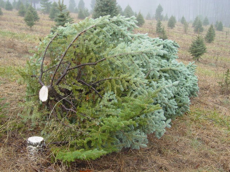 The Tree Felled