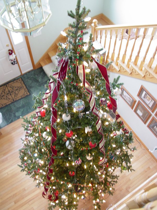 Big Tree 2007