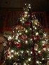Our Tree 2007