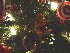 Detail of Our Tree 2007