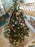 Big Tree 2007